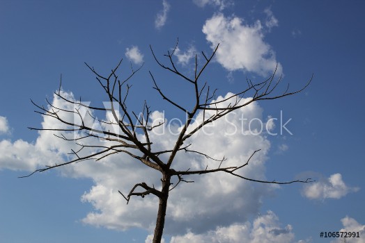 Picture of Dry tree branches against blue sky